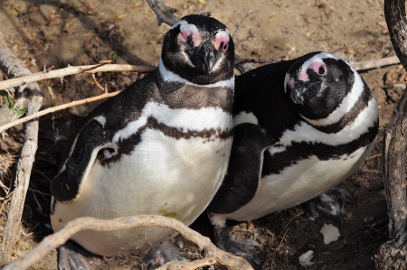 Two penguins  Patagonia  の写真素材