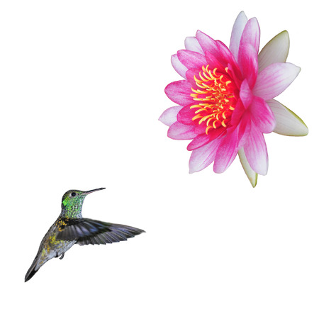 Colibri and flower on white background の写真素材