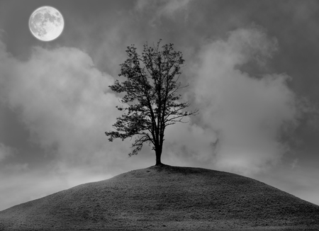 Lonely tree on the hill at night の写真素材