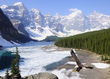 Bald eagle on Moraine lake background  Banff National park  Canada の写真素材