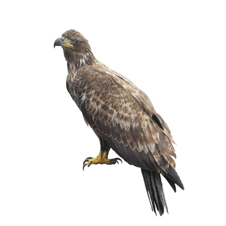 Golden eagle isolated on white background  の写真素材