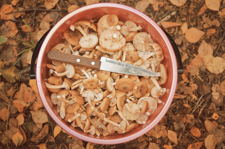 Honey agaric mushrooms.の写真素材