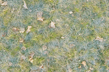 Frozen grass and leaves at early morning time.の写真素材