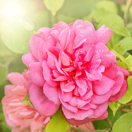 Tea rose on the branch in the garden.の写真素材