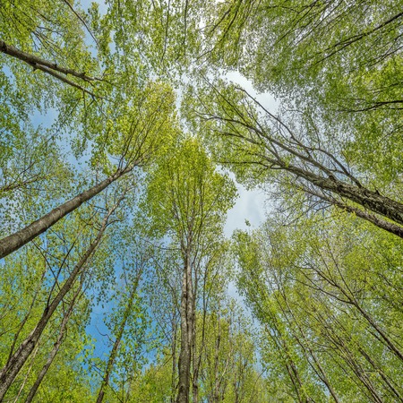 Spring view of the trees in the deep mountain forest.