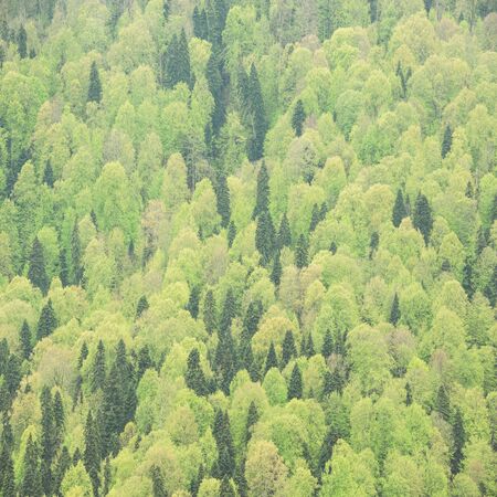 View of the mountain forest at spring time.