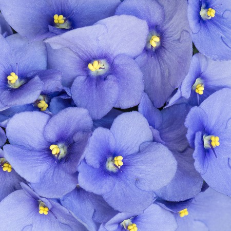 Violet flowers background.の写真素材