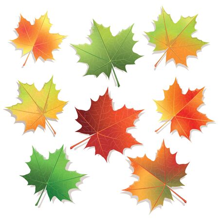 Colorful maple leaves isolated on white background. Vector illustration.のイラスト素材
