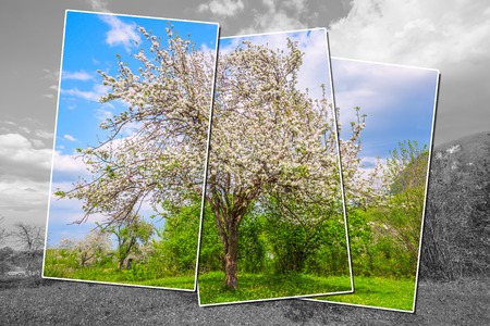 Abstract image of the apple tree made from three cards on monochrome rural landscape background.の写真素材