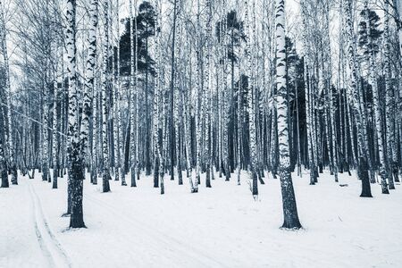 Birch tree grove at cloudy winter day time.の写真素材