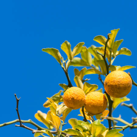 Lemon tree on the blue sky background.