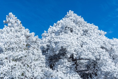 Winter crowns of the trees in Huangshan National park. China.の写真素材