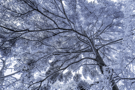 Winter crown of the pine tree in Huangshan National park.の写真素材