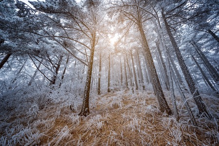 Frozen forest in Huangshan National park. China.の写真素材