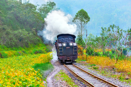 Steam narrow-gauge train moves frough the jungle.