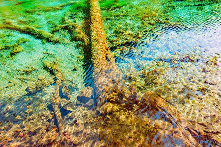 Tree on the bottom of the lake with the crystal water. Jiuzhaigou nature reserve Jiuzhai Valley National Park, China.の写真素材