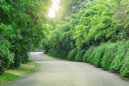 View of the asphalt road in the park at day time.の写真素材