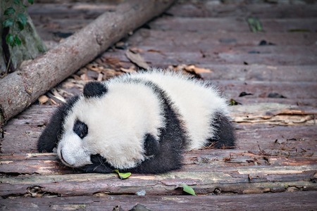 Baby of Giant Panda sleeps in the parkの写真素材
