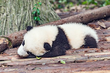 Baby of Giant Panda sleeps in the park.の写真素材