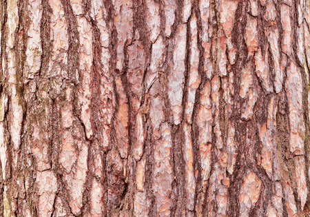 Pine tree bark texture. Surface of the tree trunk