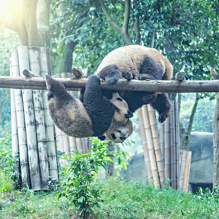Pair of Giant Panda play with each other in the park at sunrise.の写真素材