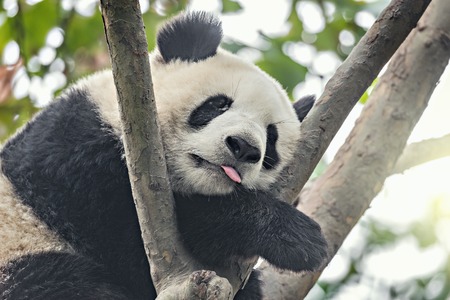 Giant Panda sleeps on the tree brunch.の写真素材