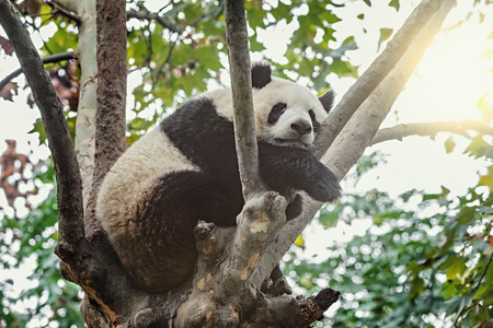 Giant Panda sleeps on the tree brunch.の写真素材