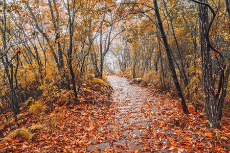 Wet stone path in Zhangjiajie Forest Park at rainy autumn day time. China.の写真素材