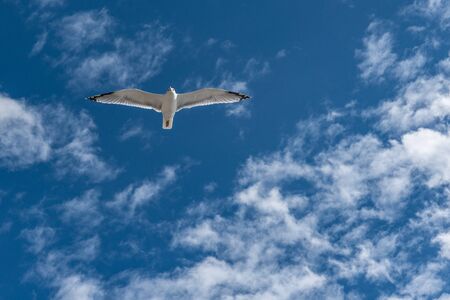 Seagull flying above the sea on the blue sky baclground.