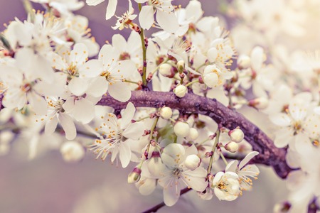 Blossoming cherry branch with white flowers on colorful background.の写真素材