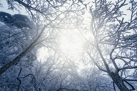 Frozen forest in Huangshan National park. China.