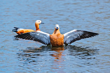 Red ducks (Tadorna ferruginea).