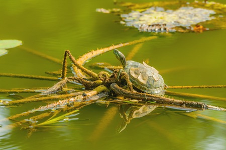Turtle on the plant in the city park.の写真素材