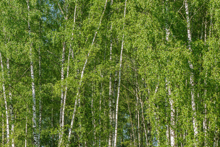 Birch tree forest background at summer day time.の写真素材
