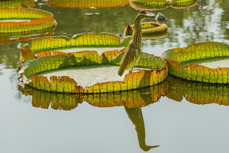 Heron fishing in the low swamp waters.の写真素材