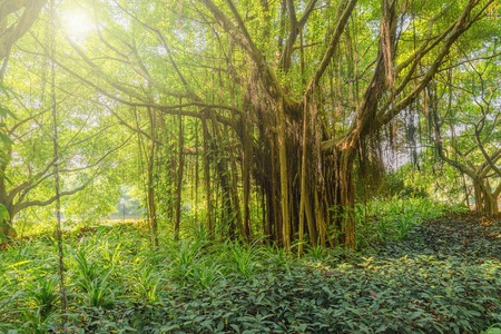 Amazing Banyan Tree branches. City park. Shenzhen. China.の写真素材