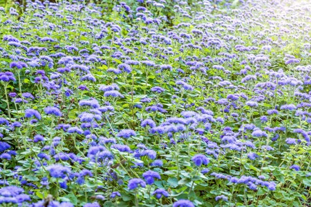 Blue flowers on the meadow at sunset time.