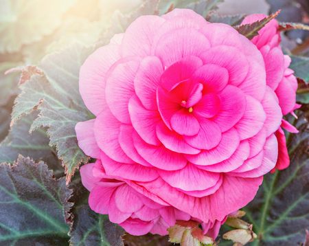 Red flower in the garden at sunset.の写真素材