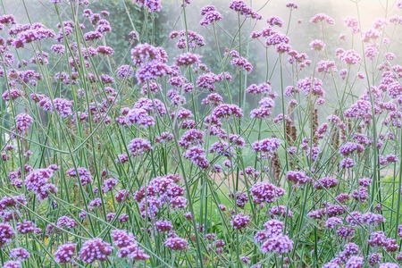 Violet flowers on the meadow at sunset time.