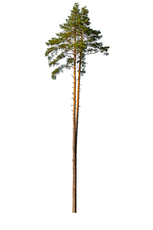 Tall pine tree isolated on a white backgroundの写真素材