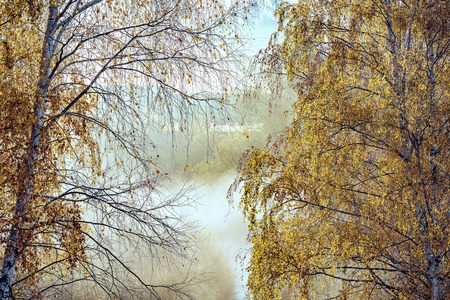 Freight carriages on autumn morning forest background.の写真素材