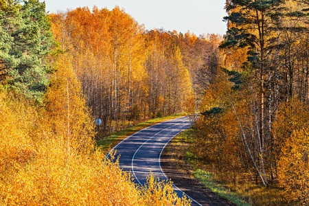 View of the empty road in the autumn forest.