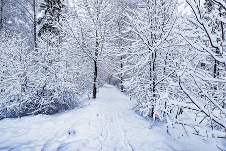 Path in the forestÑの写真素材