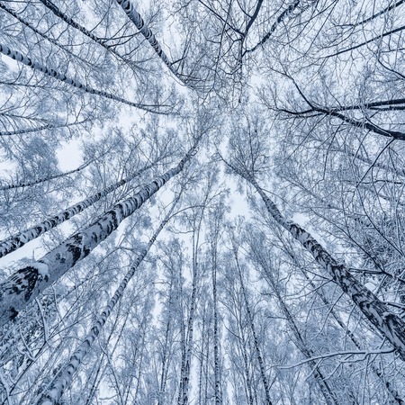 Snow on the birch trees in the forest at winter day time.の写真素材