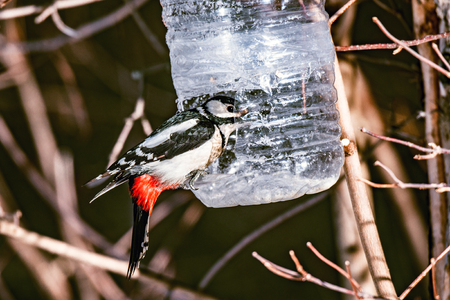 Woodpecker eats grains in the forest at winter day time.の写真素材