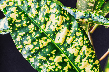Leaves of the fresh croton flower. Domestic flower.