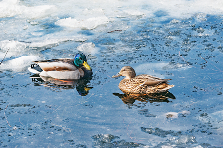 Pair of ducks on the lake surface.の写真素材