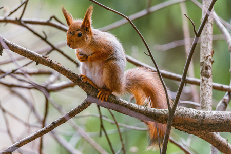 Small squirrel sits on the tree in the forest.の写真素材