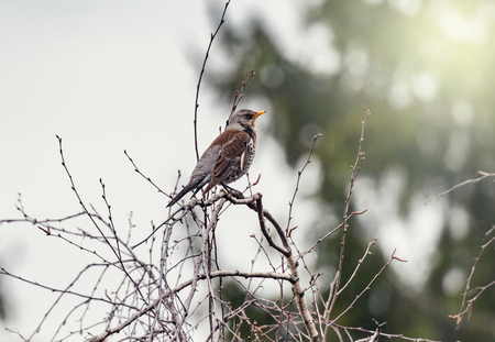 Thrush sits on the tree branch.の写真素材