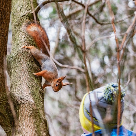 Small squirrel looks at boy in the forestの写真素材